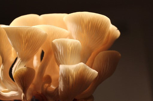 Your Favorite Shroomin' Equipment - General Mushroom Discussion - Wild  Mushroom Hunting